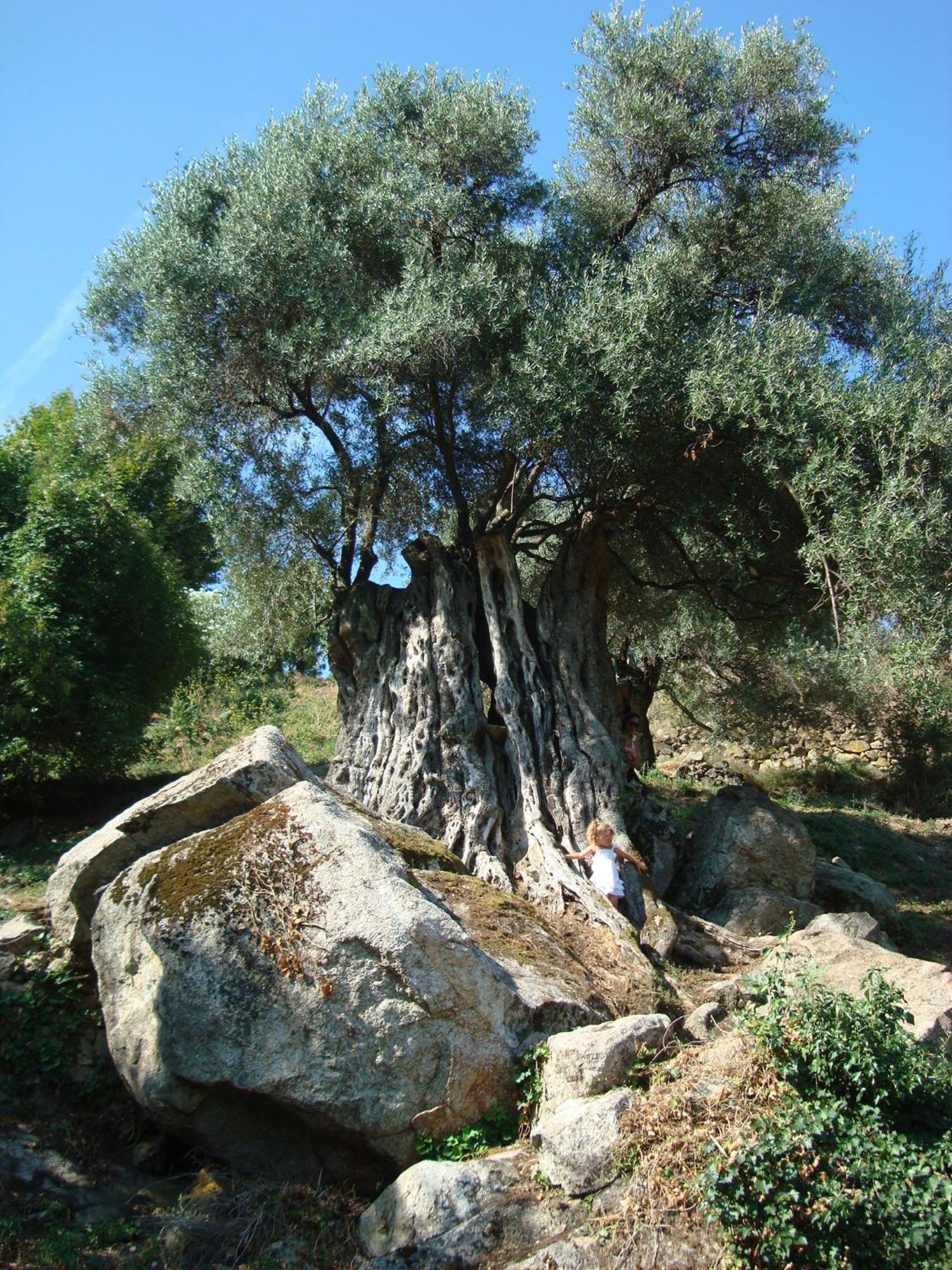 Villa Costa Di Sognu Exterior foto
